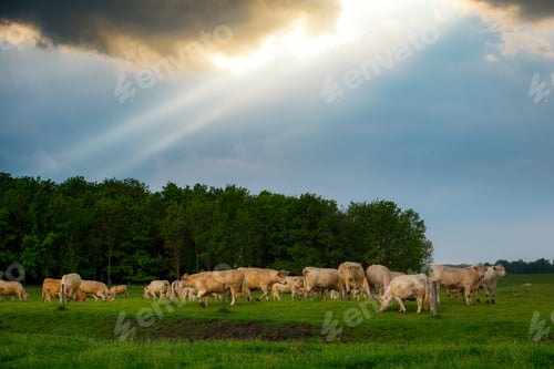Preview: Cattles in the stormy pasture