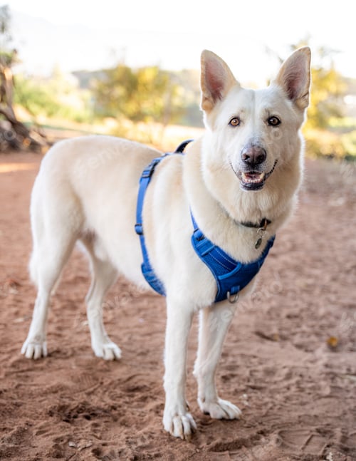 Preview: a white dog wearing a blue harness stands in the sand