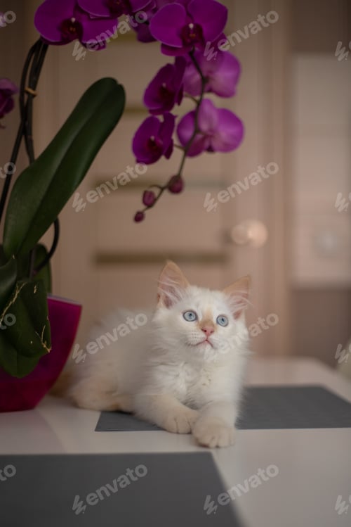 Preview: A cute beautiful domestic kitten with orchid flower