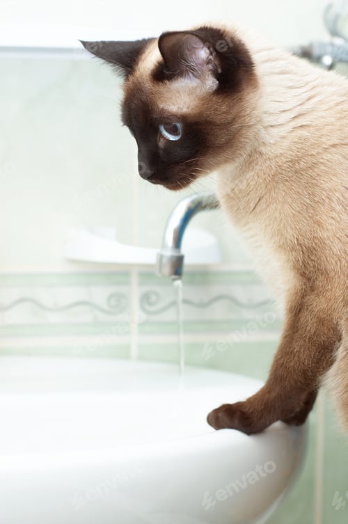 Preview: thirsty siamese cat in bathroom
