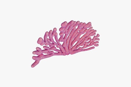 Preview: Cluster of elongated coral-like forms