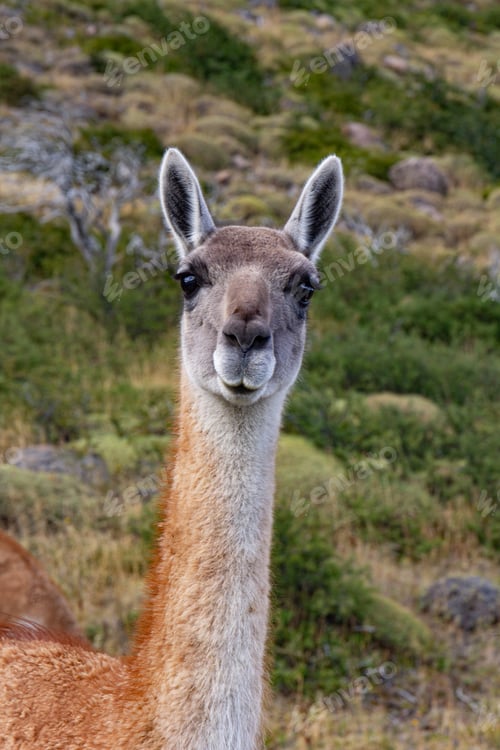 Preview: Guanaco llama species in chiean Patagonia in national park Torres del Paine