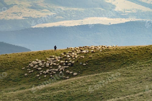 Preview: Shepherd herds flock of sheep standing on high hill with green grass against lush forest in haze