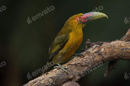 Preview: Small, cheerful Golden-breasted Andigena perched on a slender tree branch in a natural environment