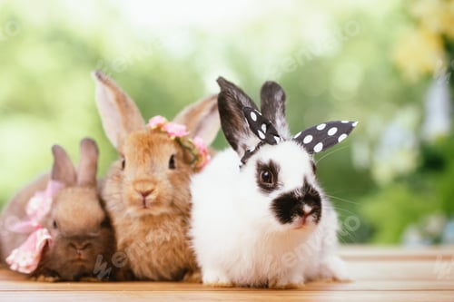 Preview: cute animal pet rabbit or bunny white or brown color smiling and laughing for easter in natural