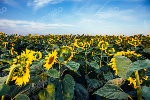 Preview: sunflowers through the rays of the sun