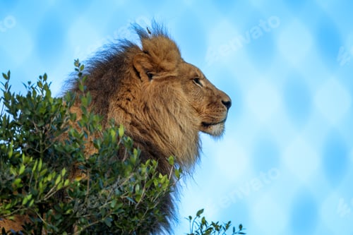 Preview: a big furry lion standing in a tree near a bush