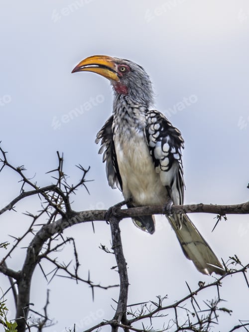 Preview: Southern yellow billed hornbill