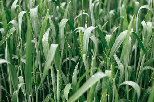 Preview: Wheat field after rain. Green wheat ears and stem in water drops close up