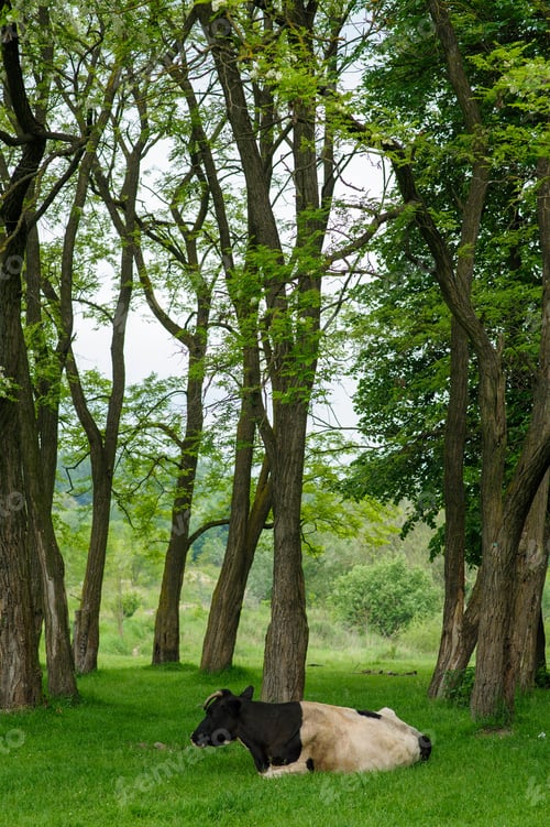 Preview: Cows graze freely among the trees in the meadow.