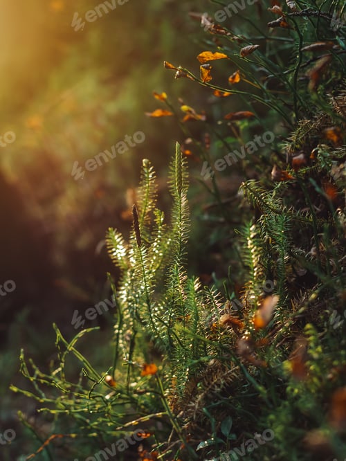 Preview: Close-up of the Forest With Green Moss and Grass