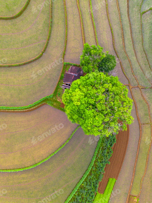 Preview: Beautiful morning view in Indonesia, panoramic landscape of rice fields with mountain ranges