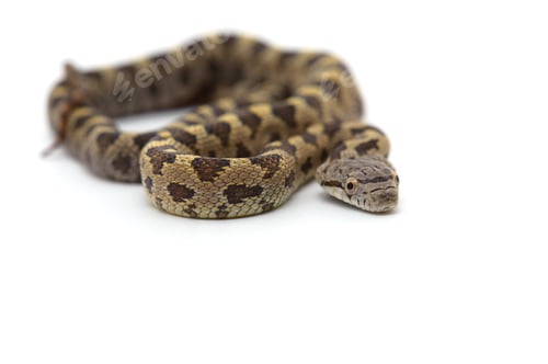 Preview: Rat snake attack pose isolated on white background