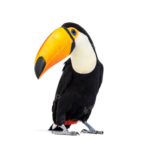 Preview: Toucan toco, Ramphastos toco, isolated on white