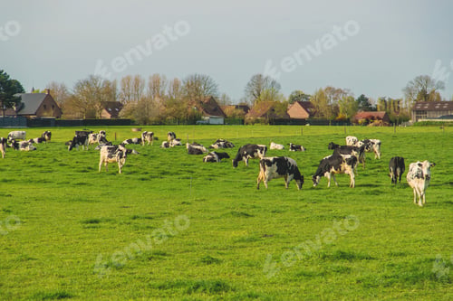 Preview: Cows graze in the pasture. Selective focus.