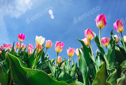 Preview: sunlight through red tulips field. Beauty world. Europe