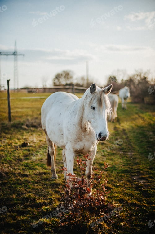 Preview: White domestic horse grazing in the field