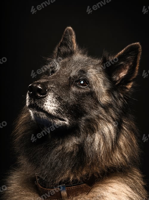 Preview: Close up studio portrait of alsatian dog