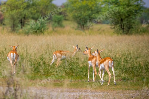 Preview: Blackbucks in their natural habitat