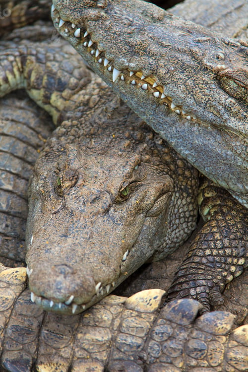 Preview: Crocodiles in water