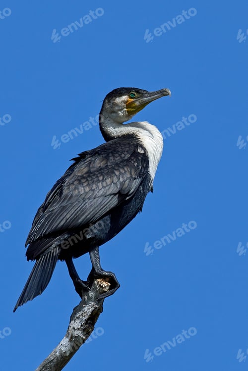 Vista previa: Cormorán de pecho blanco (Phalacrocorax lucidus)