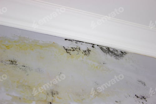 Preview: black mold on the wall. Fungus on the wall after the flooding of the house.