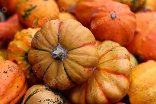 Preview: Pumpkins background.