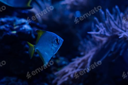 Vista previa: exotic fish swimming under water in dark aquarium with blue lighting