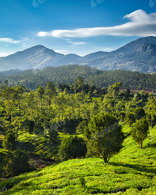 Preview: Green tea plantations in India