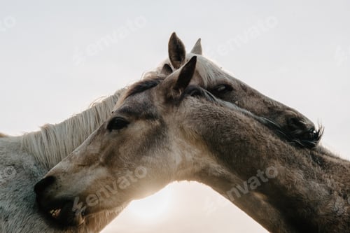 Preview: Funny horses on meadow