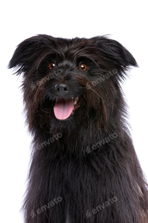 Preview: dog