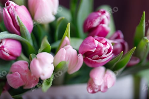 Preview: spring tulips on pink background. Greeting card for mothers day