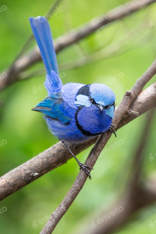 Preview: Splendid Fairy Wren