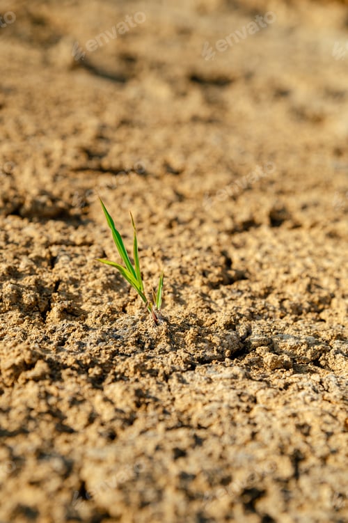 Preview: New grass sprouting on dry soil in a field during warm daylight hours