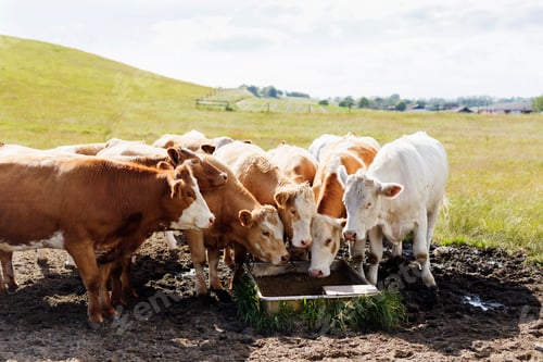 Preview: Cows grazing on grassy field against sky