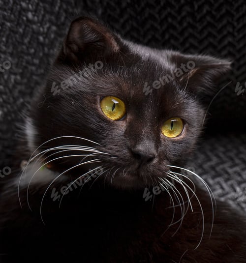 Preview: Black scottish shorthair kitten, pet animal.