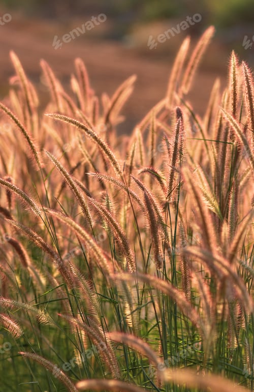 Preview: Fountain grass on a sunny day