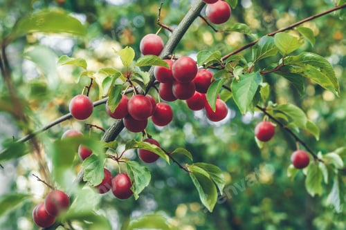 Preview: Red cherry plum on a branch in garden. Ripe fruits on tree in summer.