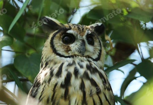 Preview: Close Up Portrait of an Owl in Nature