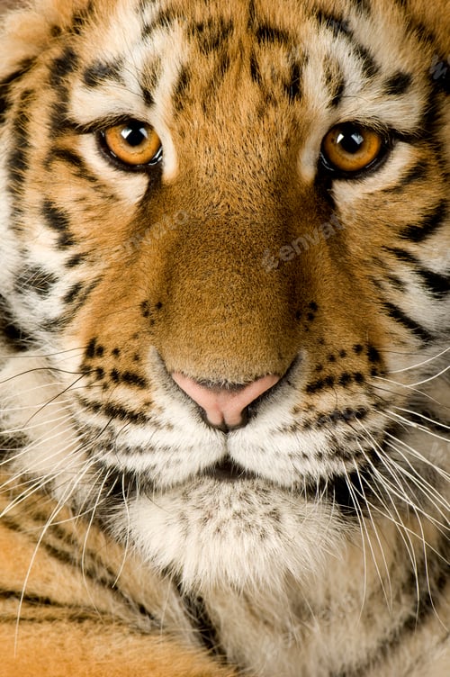 Preview: Tiger cub (5 months)