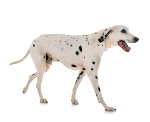 Preview: dalmatian in studio