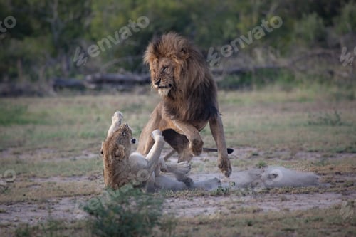 Preview: A male and female lion, Panthera leo, fight