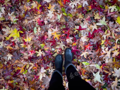 Preview: Young adult wearing black leather boots standing in a pile of colorful autumn leaves