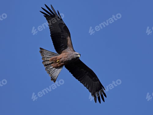 Preview: Yellow-billed kite (Milvus aegyptius)