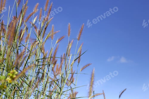 Preview: Grass flowers with blue sky