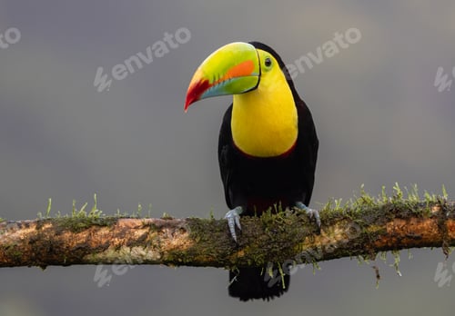 Preview: A Keel-billed Toucan in Costa Rica