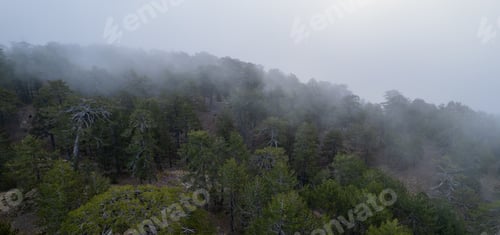 Preview: Drone aerial of pine tree tops in the forest covered with mist