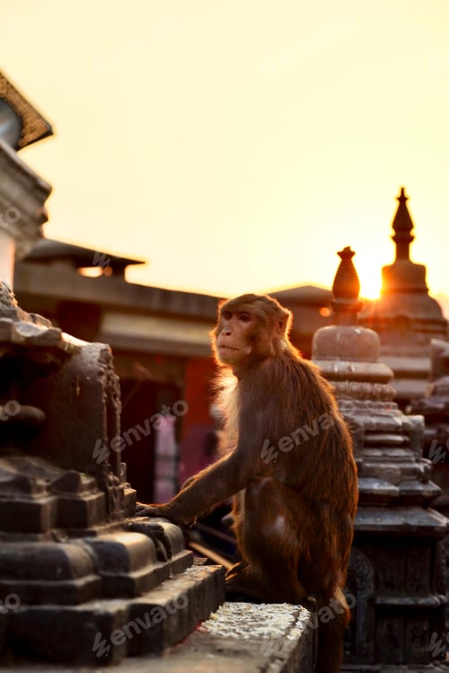 Preview: Swayambhunath, the monkey Temple, Kathmandu, Nepal