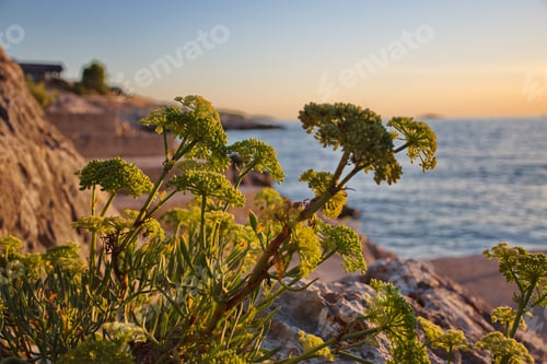 Preview: Closeup of Mediterranean plant with rocky background and sea during sunset