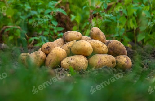 Preview: Potato harvest in the garden. selective focus.